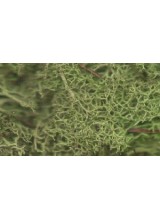 Lichen (Light Green)